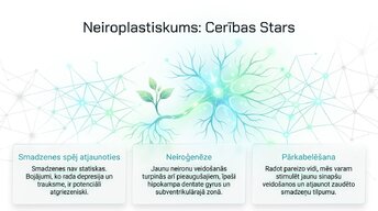 Презентация 'Depresija, trauksme un smadzeņu neiroplastiskums', 9.