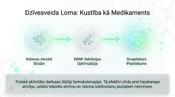 Презентация 'Depresija, trauksme un smadzeņu neiroplastiskums', 11.
