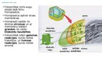 Презентация 'Šūnu enerģētiskā vielmaiņa, fotosintēze, enzīmi', 14.