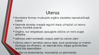 Презентация 'Sievietes uroģenitālā anatomija', 14.