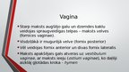 Презентация 'Sievietes uroģenitālā anatomija', 21.