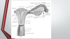 Презентация 'Sievietes uroģenitālā anatomija', 22.