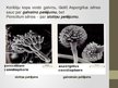 Презентация 'Aspergillus ģints - pelējuma sēnes', 5.