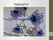Презентация 'Aspergillus ģints - pelējuma sēnes', 6.