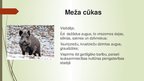 Презентация 'Medījamo dzīvnieku izdarītie postījumi pārapdzīvotības rezultātā', 6.