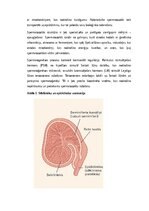 Конспект 'Vīriešu reproduktīvās sistēmas anatomija: struktūra, funkcijas un dzimumu īpatnī', 3.