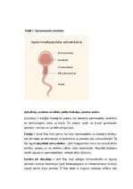 Конспект 'Vīriešu reproduktīvās sistēmas anatomija: struktūra, funkcijas un dzimumu īpatnī', 4.