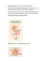 Конспект 'Vīriešu reproduktīvās sistēmas anatomija: struktūra, funkcijas un dzimumu īpatnī', 6.