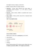 Конспект 'Vīriešu reproduktīvās sistēmas anatomija: struktūra, funkcijas un dzimumu īpatnī', 11.