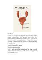 Конспект 'Vīriešu reproduktīvās sistēmas anatomija: struktūra, funkcijas un dzimumu īpatnī', 15.
