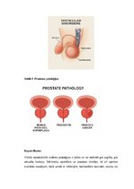 Конспект 'Vīriešu reproduktīvās sistēmas anatomija: struktūra, funkcijas un dzimumu īpatnī', 20.