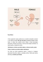Конспект 'Vīriešu reproduktīvās sistēmas anatomija: struktūra, funkcijas un dzimumu īpatnī', 23.