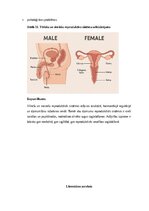 Конспект 'Vīriešu reproduktīvās sistēmas anatomija: struktūra, funkcijas un dzimumu īpatnī', 26.