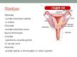 Презентация 'Dzemdes ķermeņa jeb endometrija vēzis', 11.
