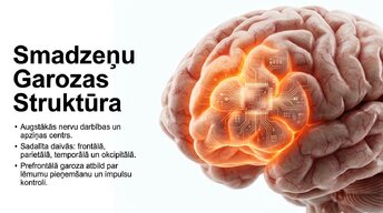 Презентация 'Neirobioloģijas pārskats', 3.