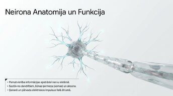 Презентация 'Neirobioloģijas pārskats', 4.