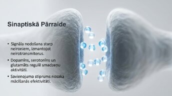Презентация 'Neirobioloģijas pārskats', 6.