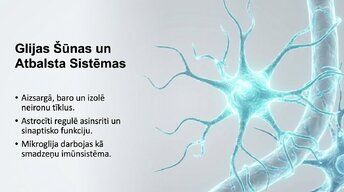 Презентация 'Neirobioloģijas pārskats', 7.