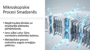 Презентация 'Neirobioloģijas pārskats', 8.