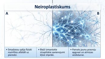 Презентация 'Neirobioloģijas pārskats', 10.