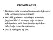 Презентация 'Latvijas mazās ostas', 37.