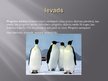 Презентация 'Pingvīnu kārta', 2.