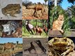 Презентация 'Animals in Australia', 11.