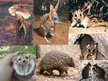 Презентация 'Animals in Australia', 13.