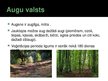Презентация 'Jaukto koku meži', 4.