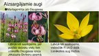 Презентация 'Viendīgļlapju klase - orhideju un liliju dzimta', 6.