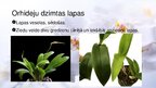 Презентация 'Viendīgļlapju klase - orhideju un liliju dzimta', 12.