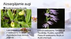 Презентация 'Viendīgļlapju klase - orhideju un liliju dzimta', 13.