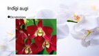 Презентация 'Viendīgļlapju klase - orhideju un liliju dzimta', 14.