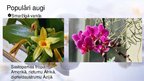 Презентация 'Viendīgļlapju klase - orhideju un liliju dzimta', 15.