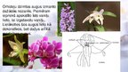 Презентация 'Viendīgļlapju klase - orhideju un liliju dzimta', 16.