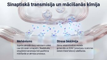 Презентация 'Hroniska stresa ietekme uz hipokampu un mācīšanās spējām', 6.