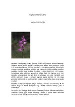 Конспект 'Orhideju dzimta', 6.