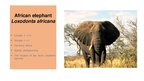 Презентация 'Elephants. Human Impacts and Threats', 5.