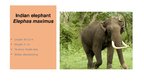 Презентация 'Elephants. Human Impacts and Threats', 6.