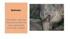 Презентация 'Elephants. Human Impacts and Threats', 10.