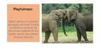 Презентация 'Elephants. Human Impacts and Threats', 11.