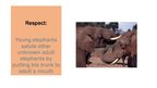 Презентация 'Elephants. Human Impacts and Threats', 16.
