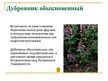 Презентация 'Охряаняемые растения, находящиеся в Красной книге Латвий', 3.