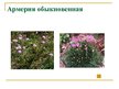 Презентация 'Охряаняемые растения, находящиеся в Красной книге Латвий', 5.