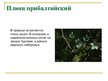 Презентация 'Охряаняемые растения, находящиеся в Красной книге Латвий', 6.