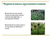 Презентация 'Охряаняемые растения, находящиеся в Красной книге Латвий', 7.
