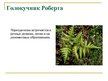 Презентация 'Охряаняемые растения, находящиеся в Красной книге Латвий', 9.