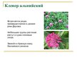 Презентация 'Охряаняемые растения, находящиеся в Красной книге Латвий', 10.