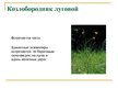 Презентация 'Охряаняемые растения, находящиеся в Красной книге Латвий', 13.