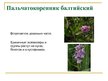 Презентация 'Охряаняемые растения, находящиеся в Красной книге Латвий', 17.